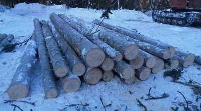 Руководитель фермерского предприятия в Красноярском крае незаконно вырубил лес на 3,9 миллиона рублей